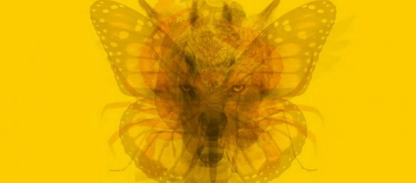 Εσείς ποιο ζώο βλέπετε στην φωτογραφία; - Τι δείχνει για την προσωπικότητά σας;